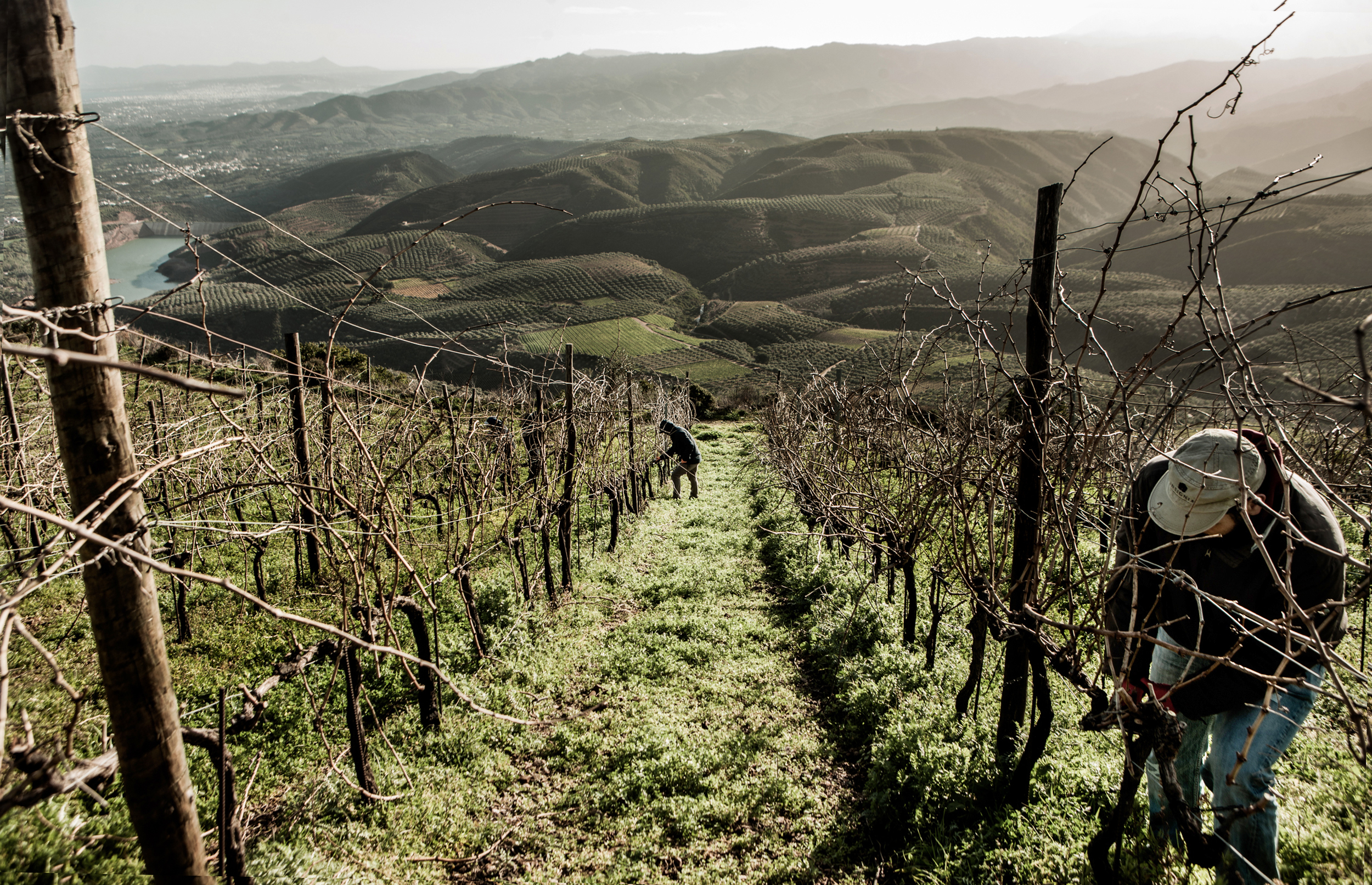 The scents of Crete - Manousakis Winery